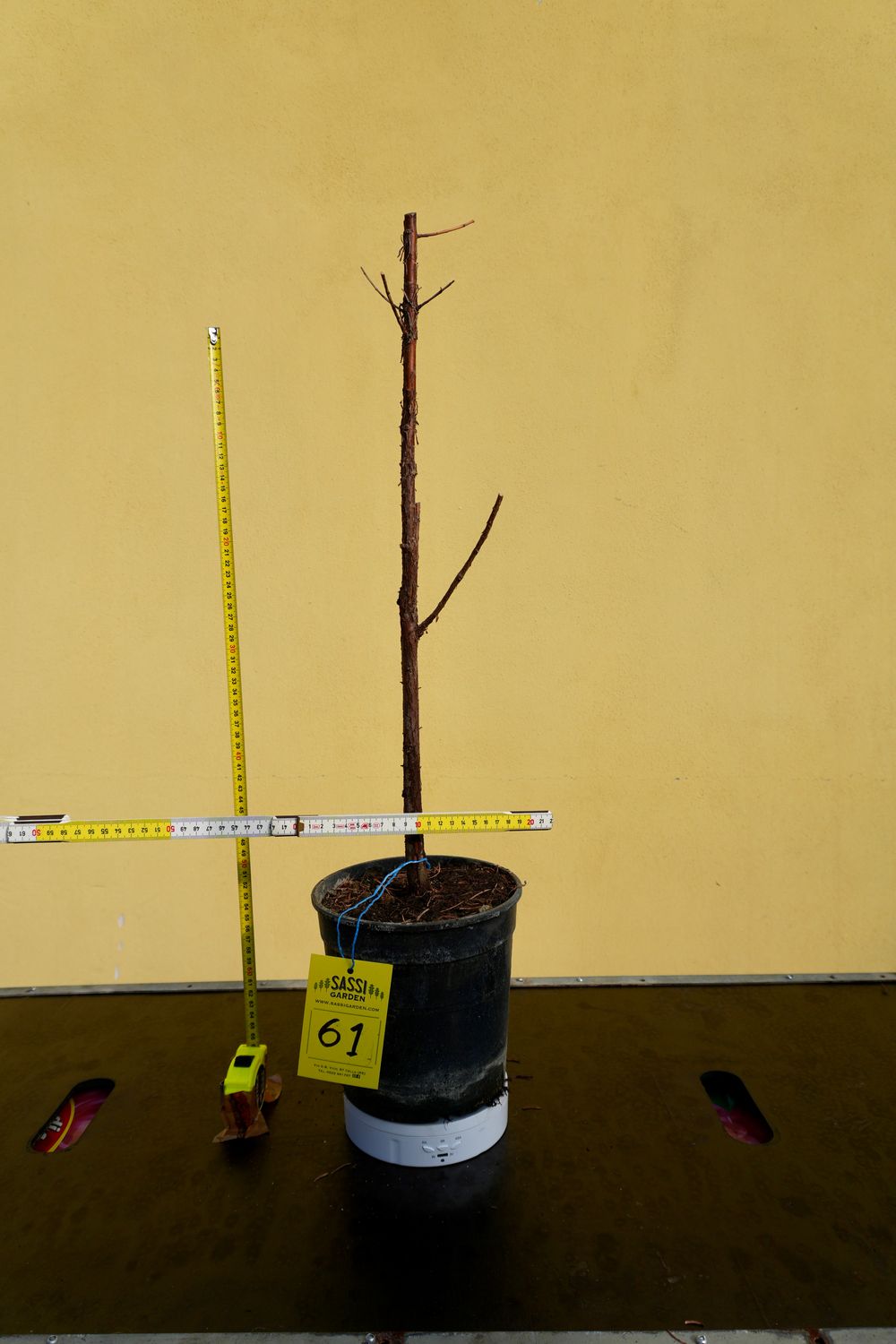 Metasequoia glyptostroboides, Pezzo Unico n. 61 - 50 cm PREBONSAI, BONSAI Metasequoia glyptostroboides, Pezzo Unico n. 61 - 50 cm PREBONSAI, BONSAI