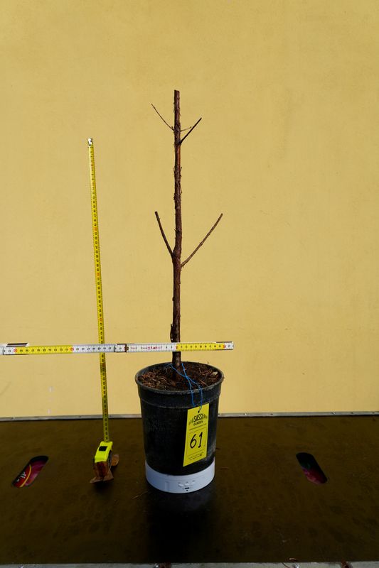 Metasequoia glyptostroboides, Pezzo Unico n. 61 - 50 cm PREBONSAI, BONSAI