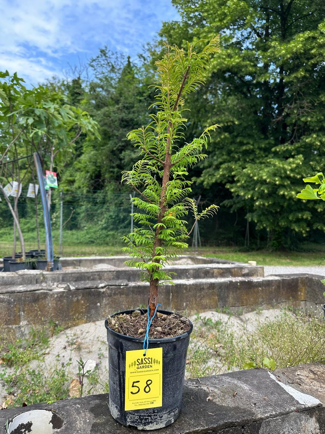 Metasequoia glyptostroboides, Pezzo Unico n. 58 - 50 cm PREBONSAI, BONSAI FOTO MAGGIO 2026