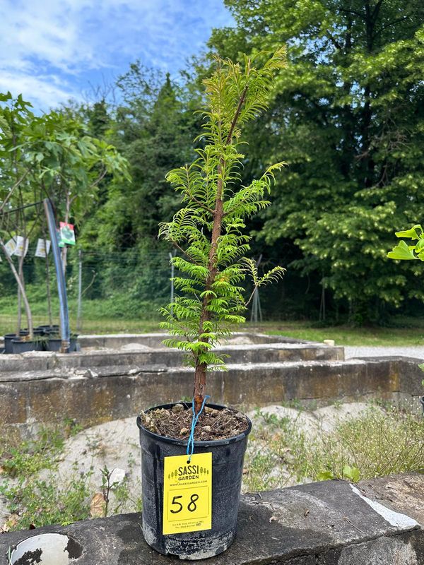 Metasequoia glyptostroboides, Pezzo Unico n. 58 - 50 cm PREBONSAI, BONSAI FOTO MAGGIO 2026