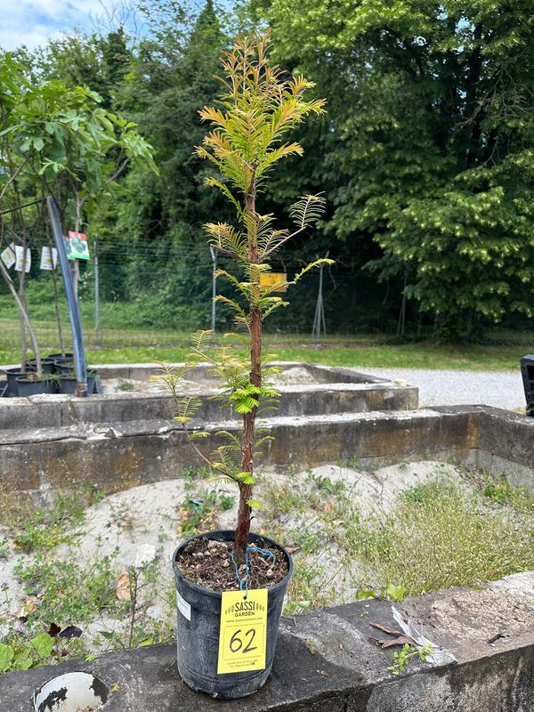 Metasequoia glyptostroboides, Pezzo Unico n. 62 - 50 cm PREBONSAI, BONSAI FOTO MAGGIO 2026