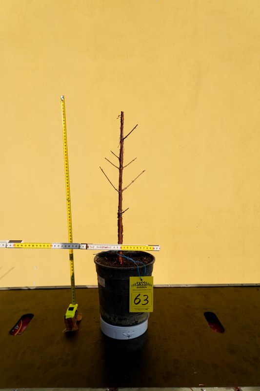 Metasequoia glyptostroboides, Pezzo Unico n. 63 - 45 cm PREBONSAI, BONSAI