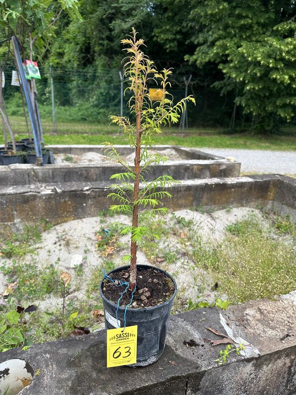 Metasequoia glyptostroboides, Pezzo Unico n. 63 - 45 cm PREBONSAI, BONSAI FOTO MAGGIO 2026