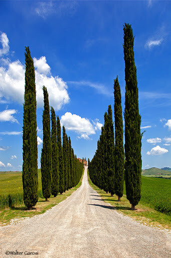 Cupressus Sempervirens, Cipresso Toscano, var. Totem - vaso Ø19 cm, H 100 cm