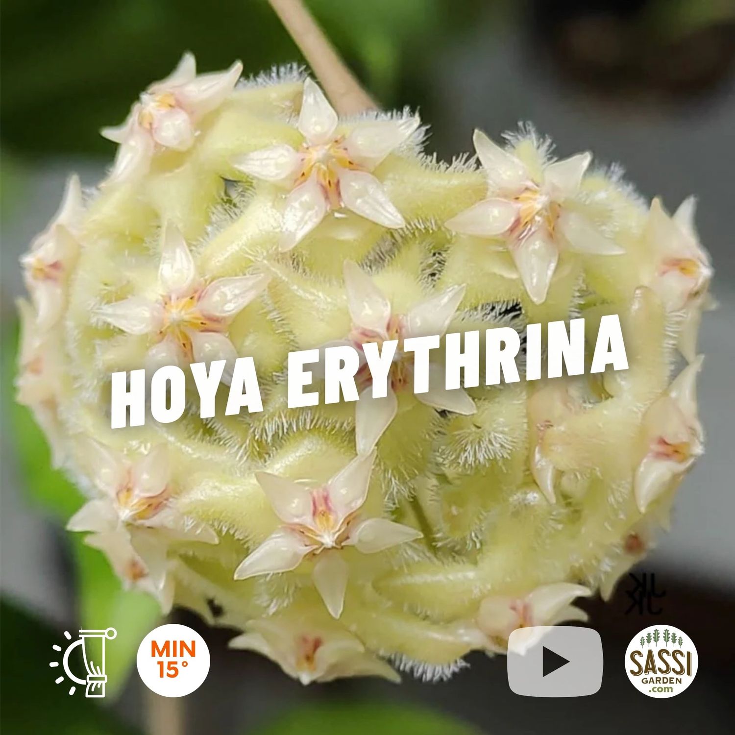 Hoya erythrina, eritrina - vaso Ø6 cm