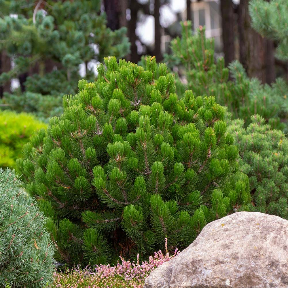 Pinus mugo Mughus, Pino Mugo - vaso Ø17 cm Pinus mugo Mughus, Pino Mugo - vaso Ø17 cm