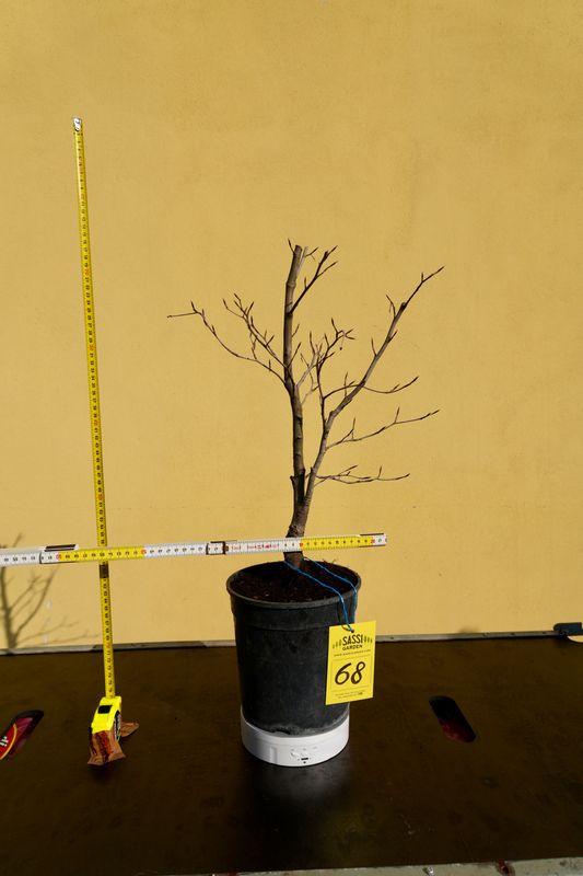 Fagus Sylvatica Atropurpurea, Faggio Rosso, Pezzo Unico n. 68 - h 40 cm PREBONSAI, BONSAI