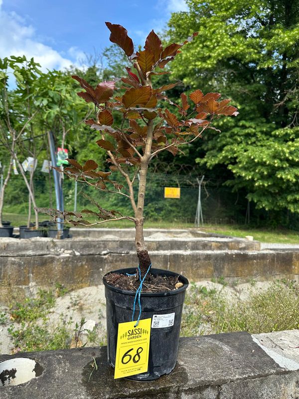 Fagus Sylvatica Atropurpurea, Faggio Rosso, Pezzo Unico n. 68 - h 40 cm PREBONSAI, BONSAI FOTO MAGGIO 2026