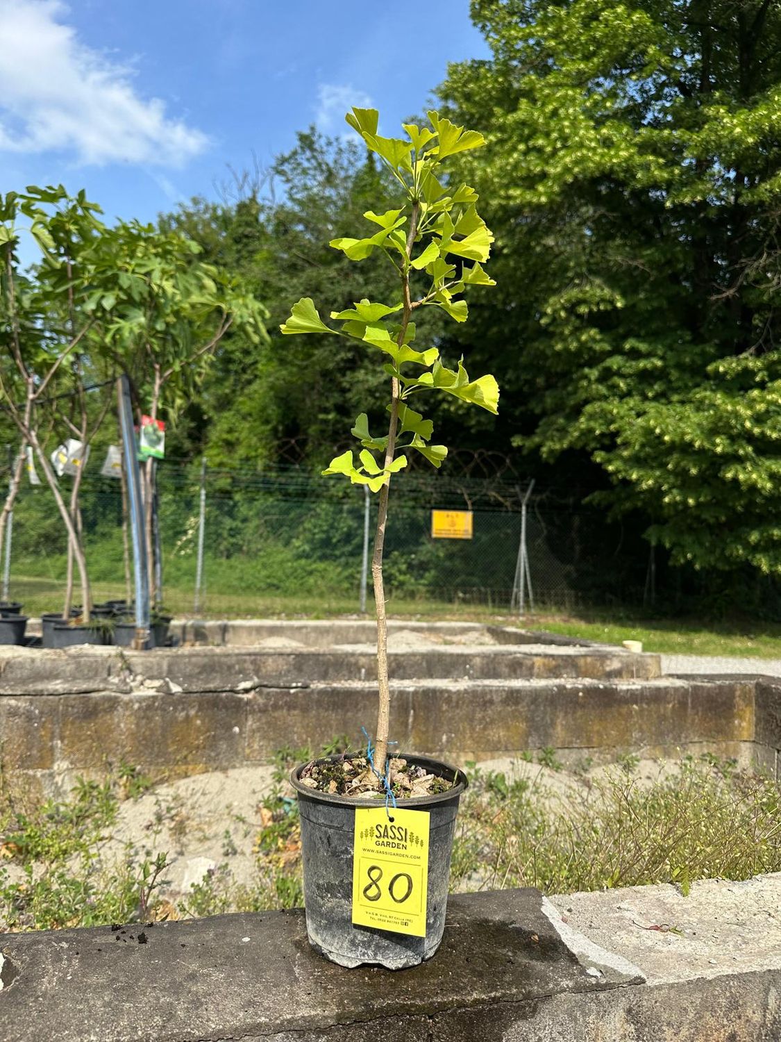 Ginkgo biloba, Pezzo Unico n. 80 - h 50 cm PREBONSAI, BONSAI FOTO MAGGIO 2026