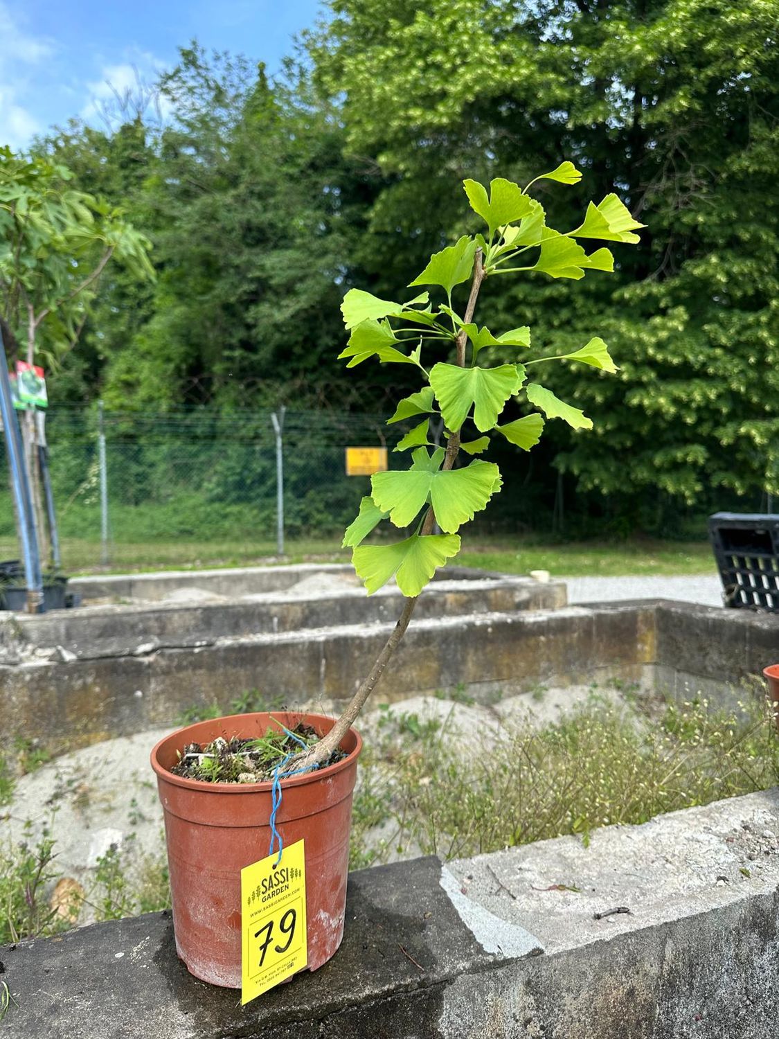 Ginkgo biloba, Pezzo Unico n. 79 - h 30 cm PREBONSAI, BONSAI FOTO MAGGIO 2026