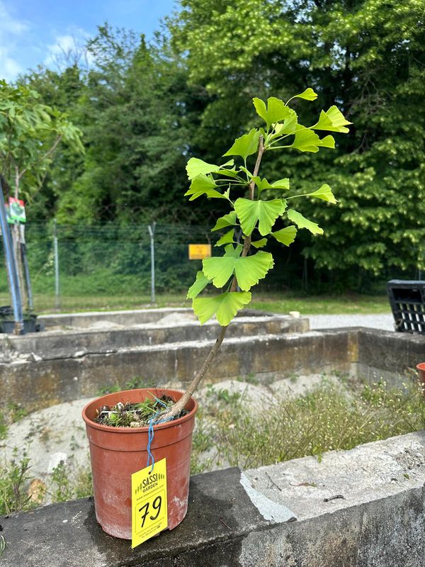 Ginkgo biloba, Pezzo Unico n. 79 - h 30 cm PREBONSAI, BONSAI FOTO MAGGIO 2026