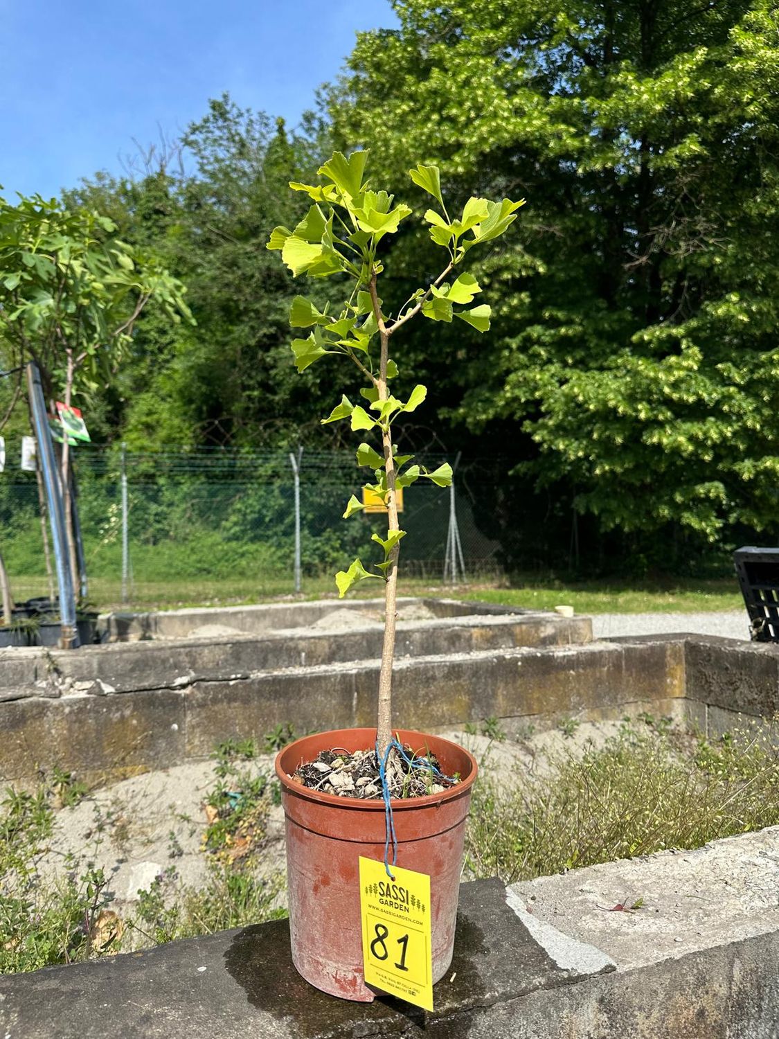 Ginkgo biloba, Pezzo Unico n. 81 - h 50 cm PREBONSAI, BONSAI