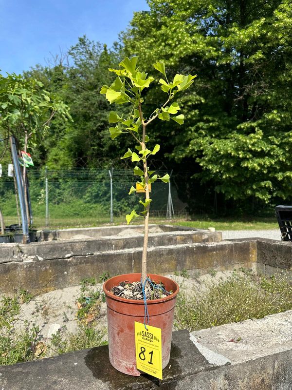 Ginkgo biloba, Pezzo Unico n. 81 - h 50 cm PREBONSAI, BONSAI Ginkgo biloba, Pezzo Unico n. 81 - h 50 cm PREBONSAI, BONSAI