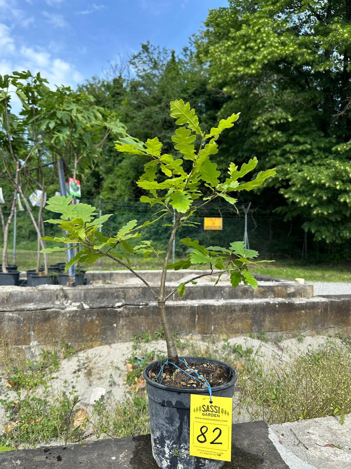 Quercus cerris, Cerro, Pezzo Unico n. 82 - h 30 cm PREBONSAI, BONSAI FOTO MAGGIO 2026