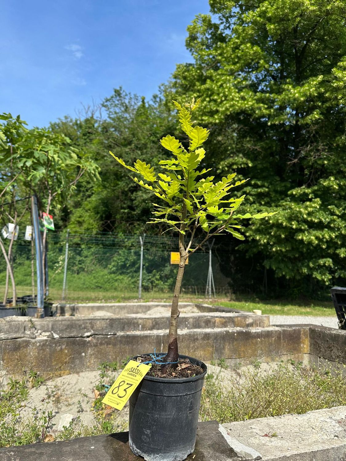Quercus cerris, Cerro, Pezzo Unico n. 83 - h 40 cm PREBONSAI, BONSAI Quercus cerris, Cerro, Pezzo Unico n. 83 - h 40 cm PREBONSAI, BONSAI