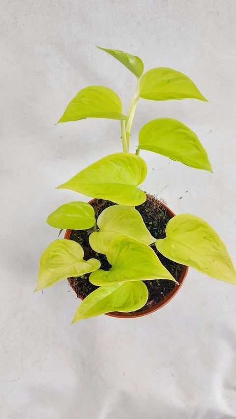 Epipremnum aureum ‘Champs Élysées’  , Potos, Pothos, Photus -  pianta del diavolo - vaso Ø12 cm