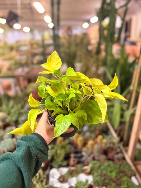 Epipremnum aureum ‘Champs Élysées’ , Potos, Pothos, Photus - pianta del diavolo - vaso Ø12 cm