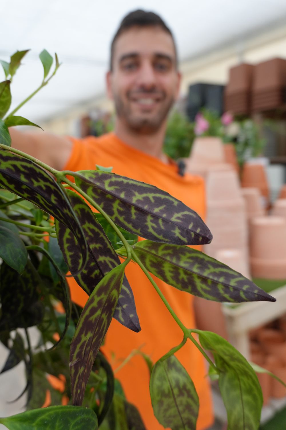 Aeschynanthus marmoratus, Eschinanto Marmorato - vaso Ø12 cm