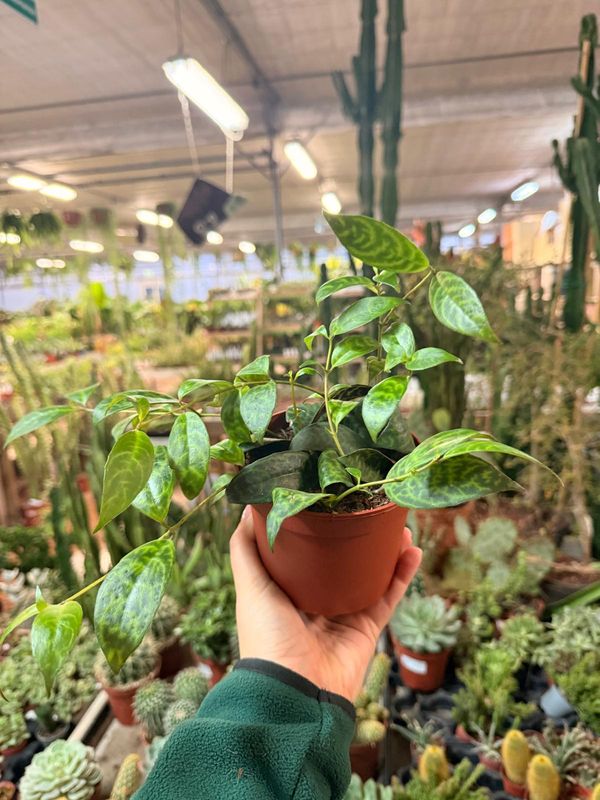 Aeschynanthus marmoratus, Eschinanto Marmorato - vaso Ø12 cm
