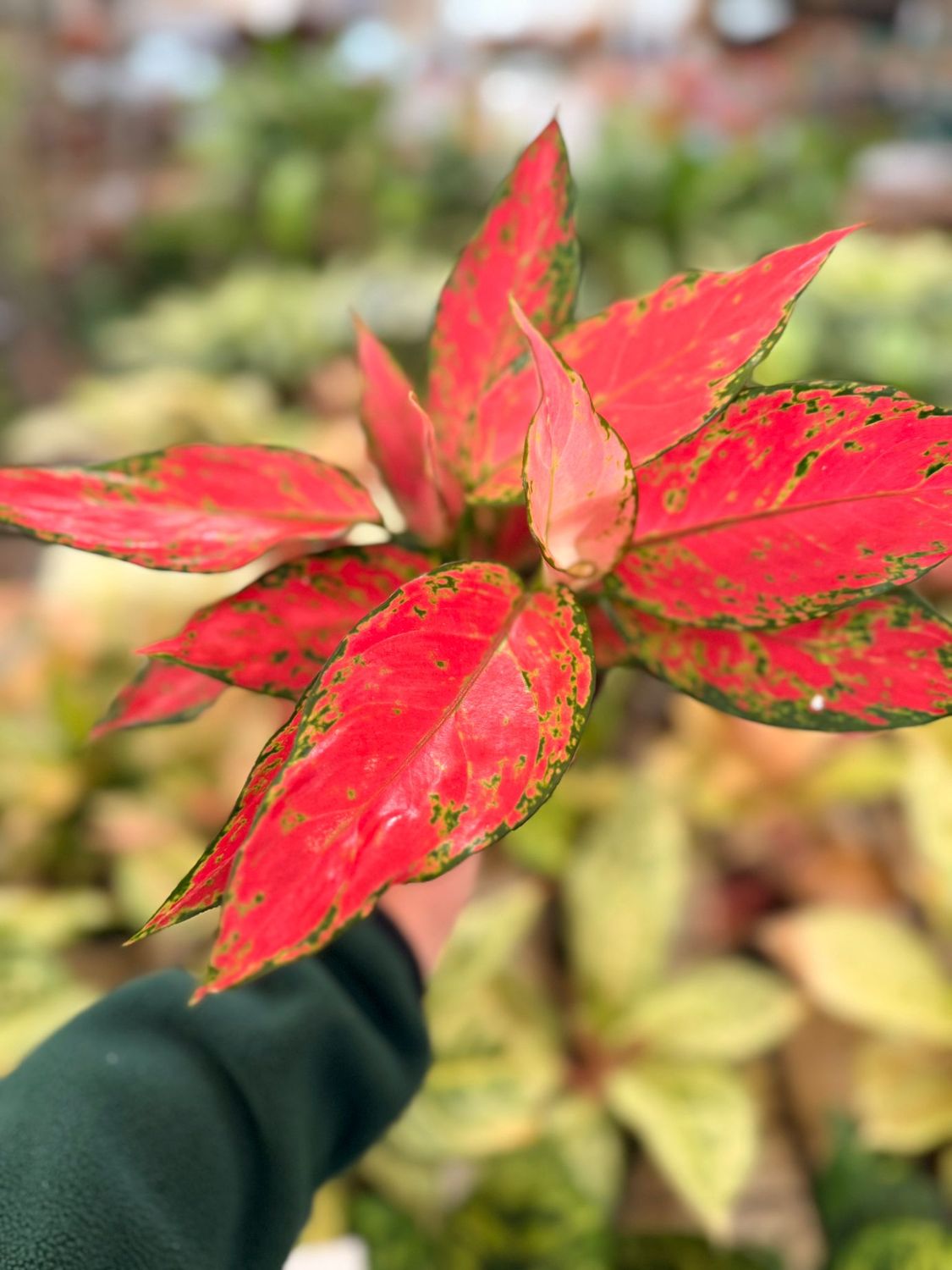 Aglaonema commutatum ‘Cherry Baby’ - vaso Ø12 cm