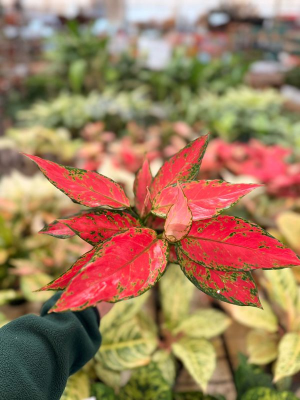 Aglaonema commutatum ‘Cherry Baby’ - vaso Ø12 cm