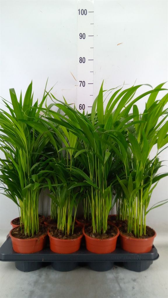 Areca, Dypsis lutescens - vaso Ø14 cm