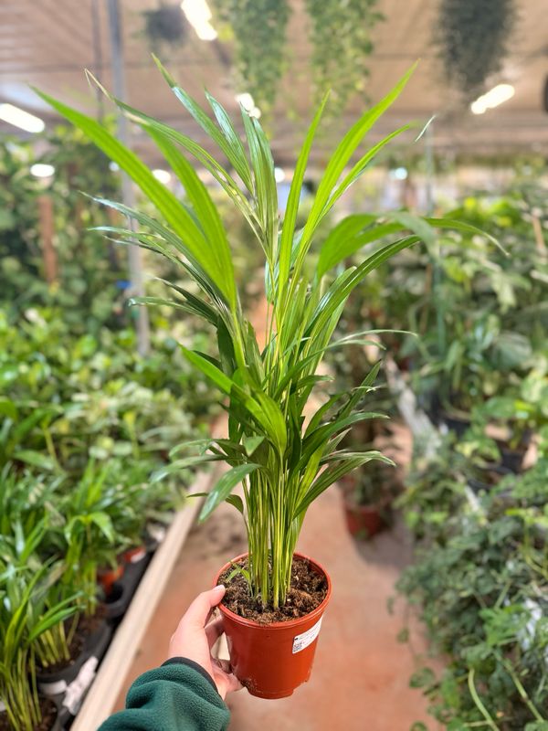 Areca, Dypsis lutescens - vaso Ø14 cm