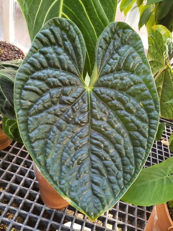 Anthurium luxurians, anthurium corrugato, anthurium “luxury” - vaso Ø6 cm Anthurium luxurians, anthurium corrugato, anthurium “luxury” - vaso Ø6 cm