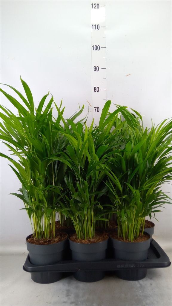 Areca, Dypsis lutescens - vaso Ø17 cm