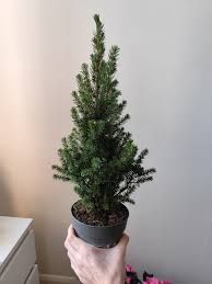 Picea glauca 'Conica' - vaso Ø11 cm, h 40 cm Picea glauca 'Conica' - vaso Ø11 cm, h 40 cm