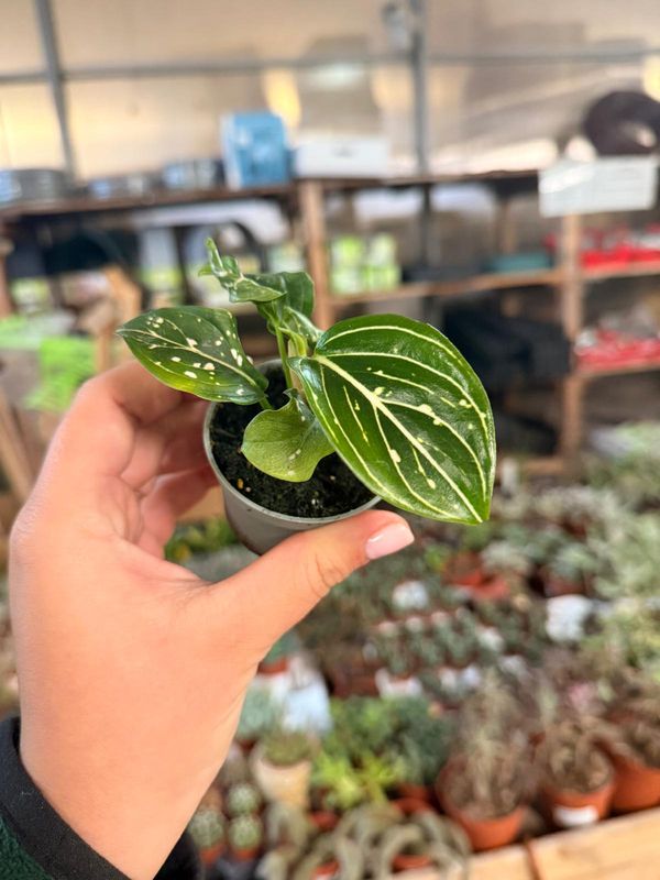 Aglaonema commutatum ‘Snow Flake’, Aglaonema - vaso Ø6 cm