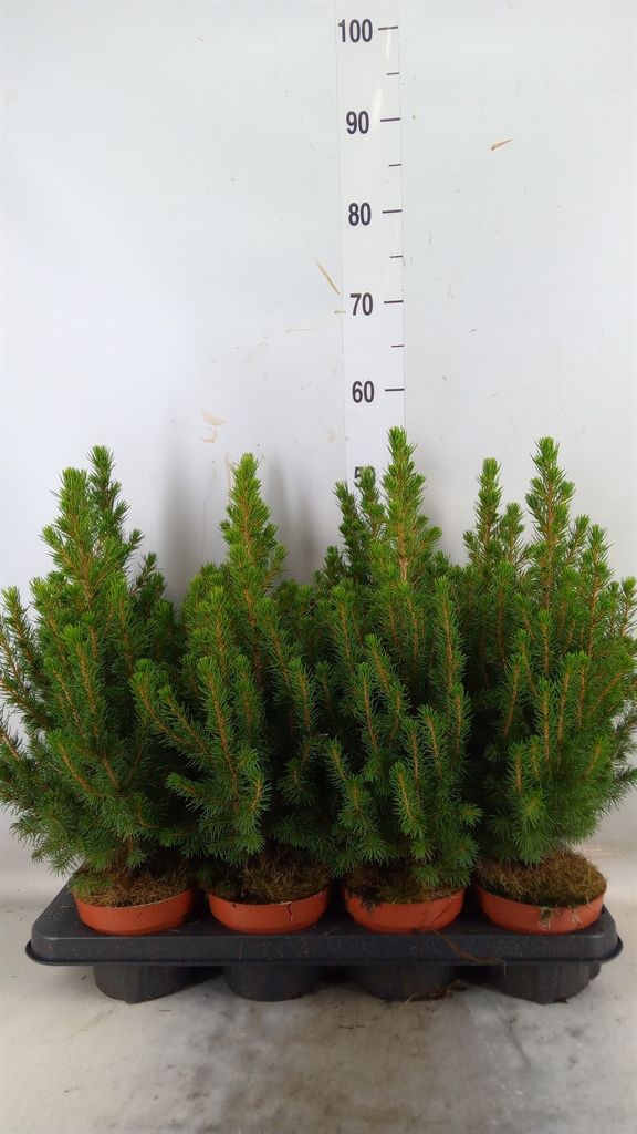 Picea glauca 'Conica' - vaso Ø13 cm, h 40 cm Picea glauca 'Conica' - vaso Ø13 cm, h 40 cm