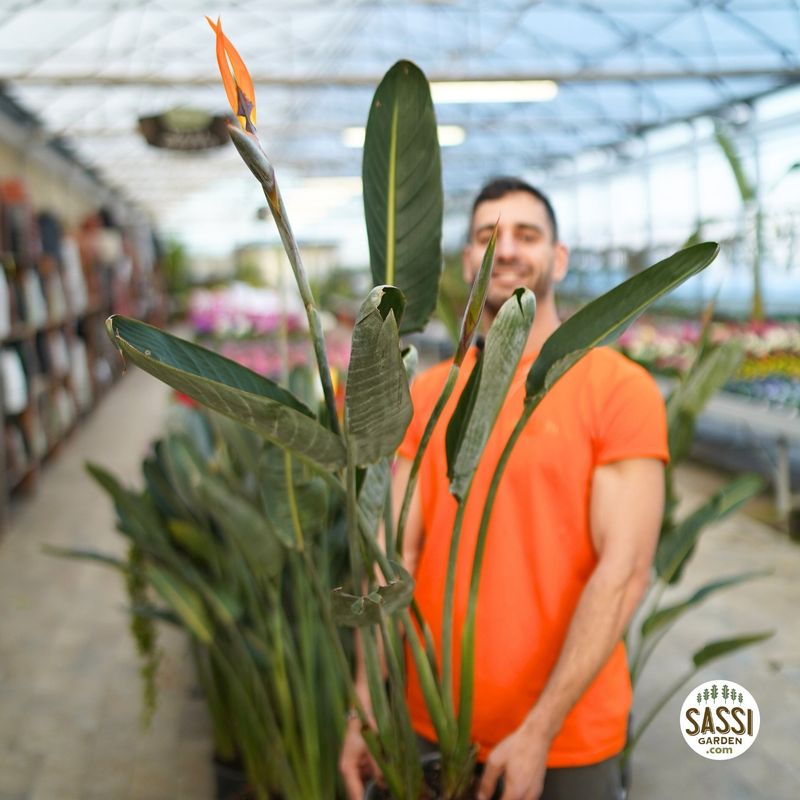 Strelitzia reginae, Strelizia, Uccello del paradiso - vaso Ø22 cm, h 120 cm SFIORITA
