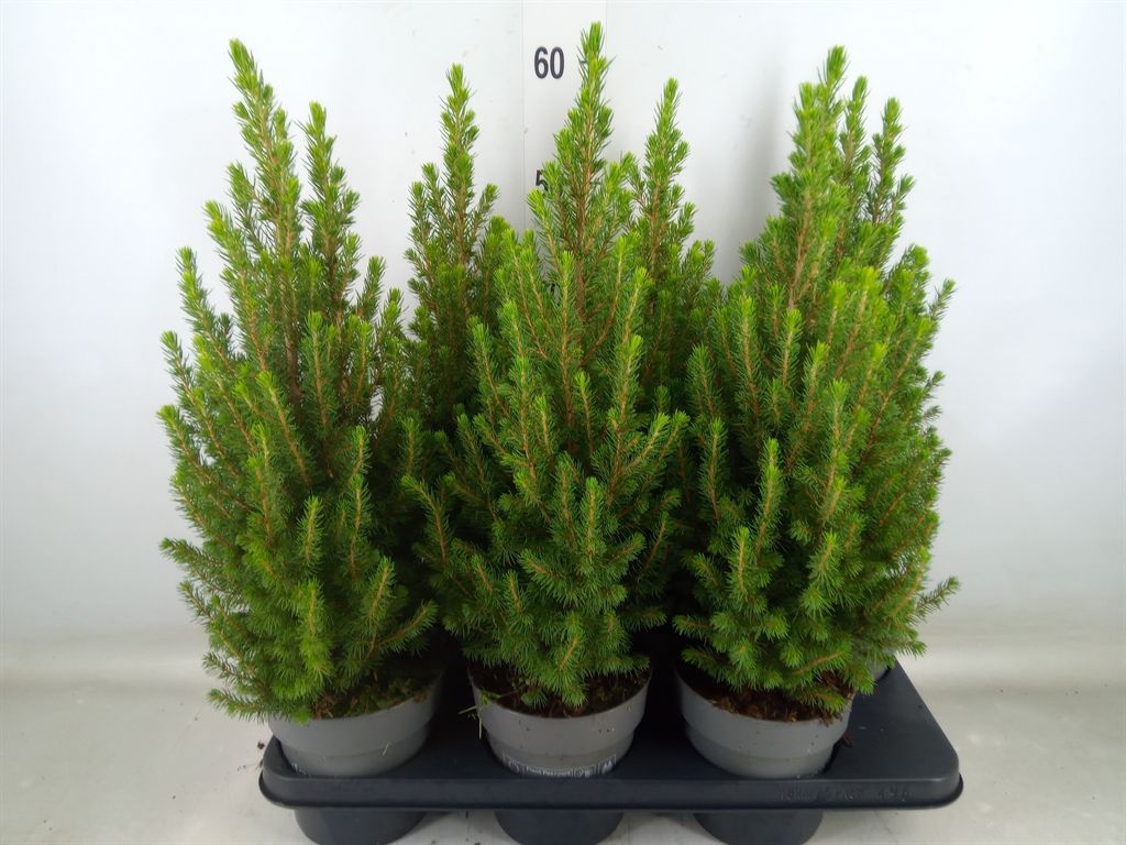 Picea glauca 'Conica' - vaso Ø15 cm, h 50 cm Picea glauca 'Conica' - vaso Ø15 cm, h 50 cm