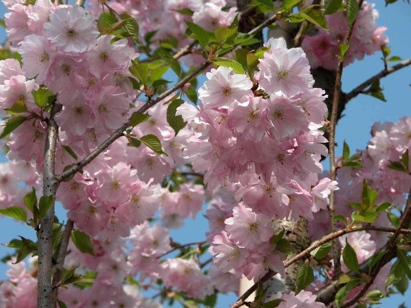 Prunus Accolade - vaso Ø24  cm  h 120/150