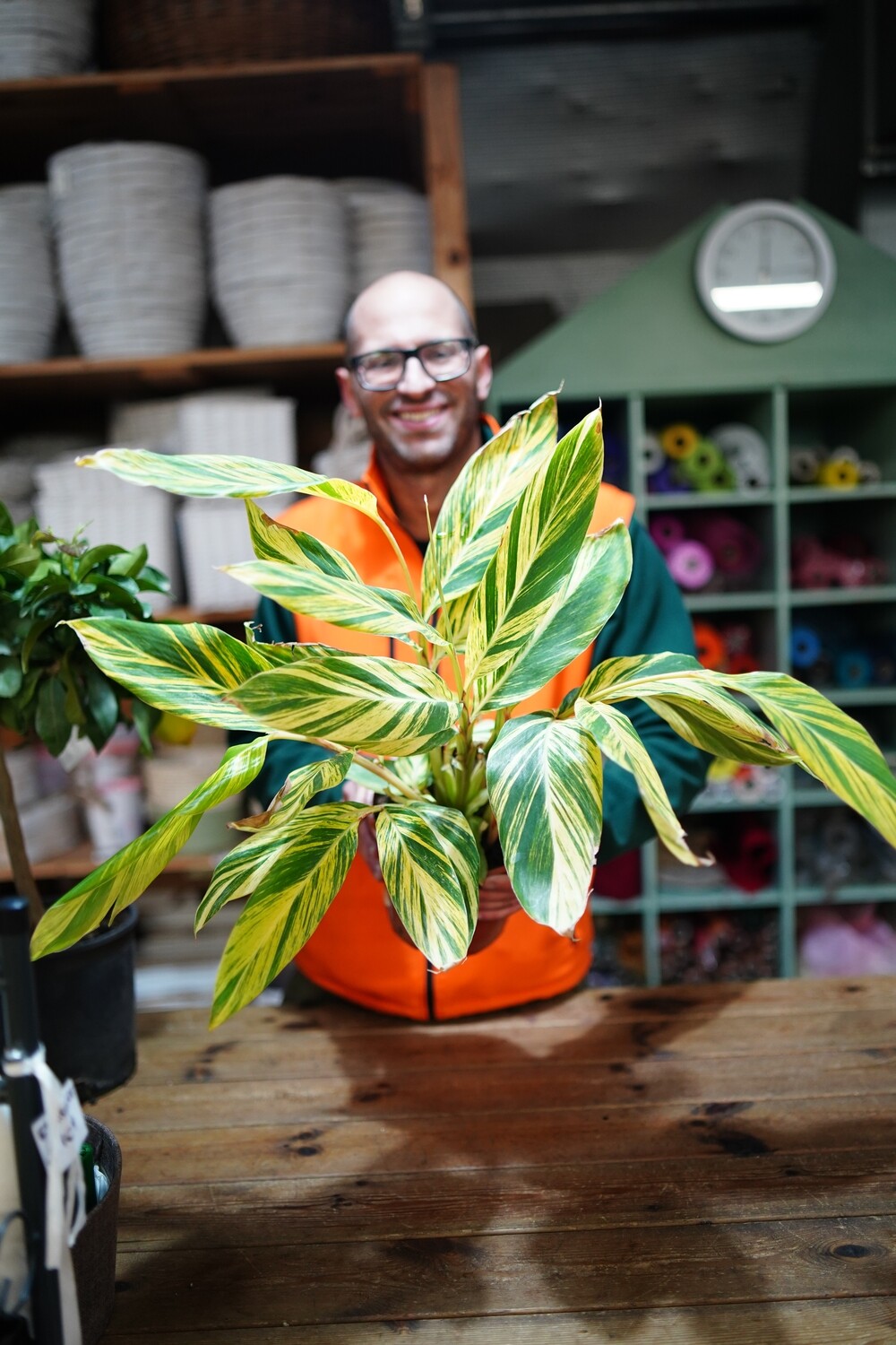 Alpinia Zerumbet, Zenzero Conchiglia, Giglio Rosa di Porcellana - vaso Ø14 cm Alpinia Zerumbet, Zenzero Conchiglia, Giglio Rosa di Porcellana - vaso Ø14 cm