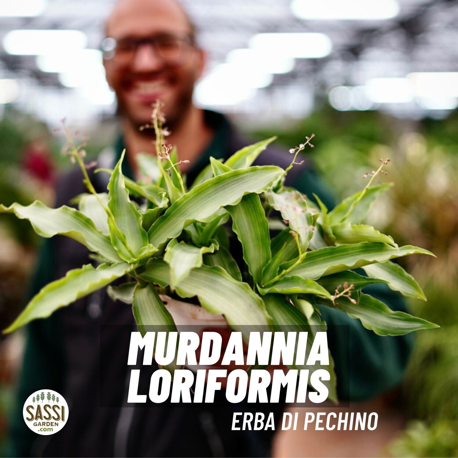 Murdannia Loriformis " Bright Star " - Erba di Pechino - Erba del Cielo - vaso 6 cm 2 Murdannia Loriformis " Bright Star " - Erba di Pechino - Erba del Cielo - vaso 6 cm 2