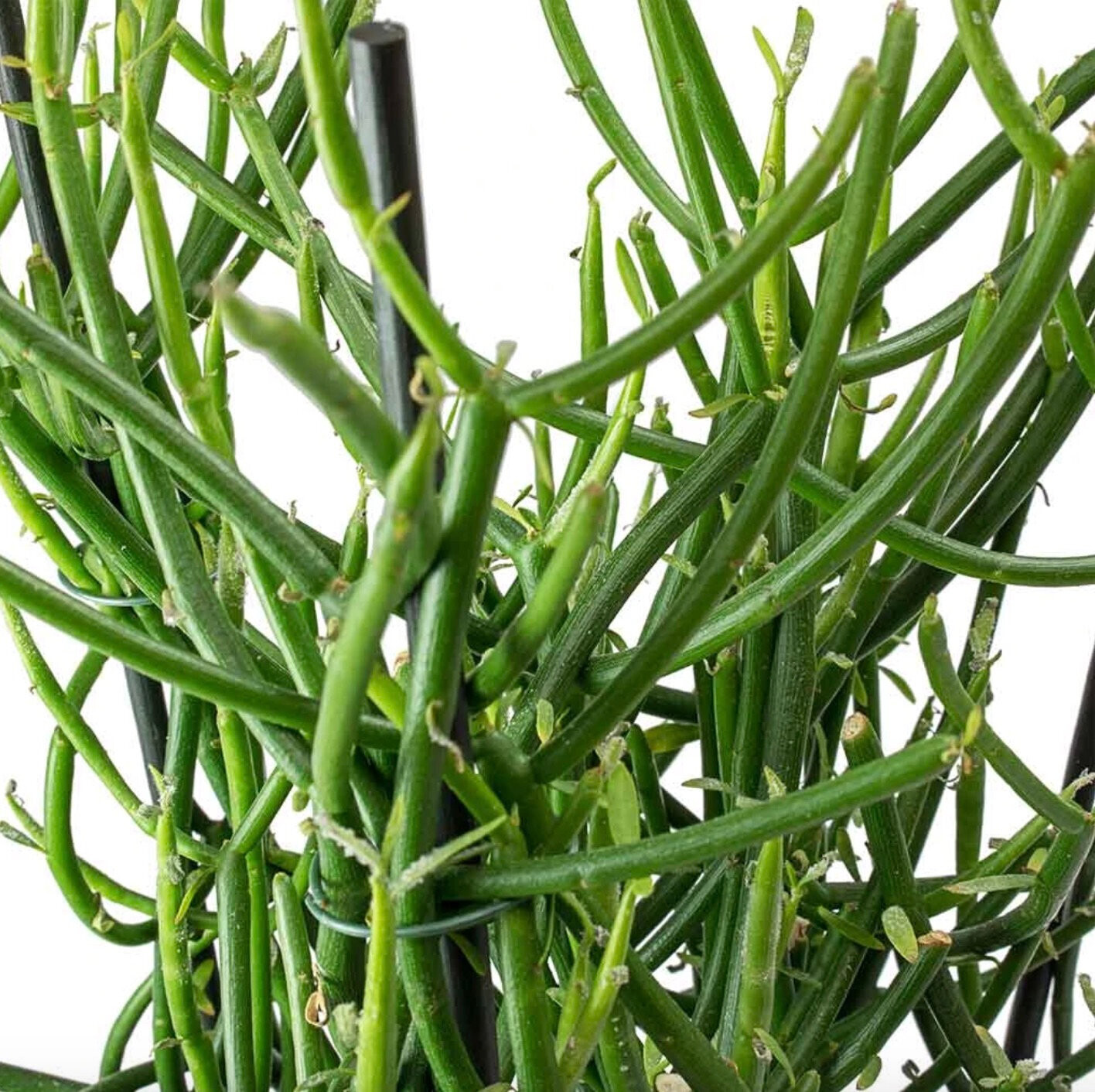 Euphorbia tirucalli, Albero delle Matite - vaso Ø6 cm
