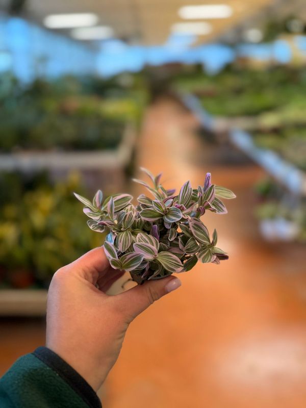 Tradescantia Rosa Sunrise, Erba Miseria, Tradescanzia - vaso Ø6 cm