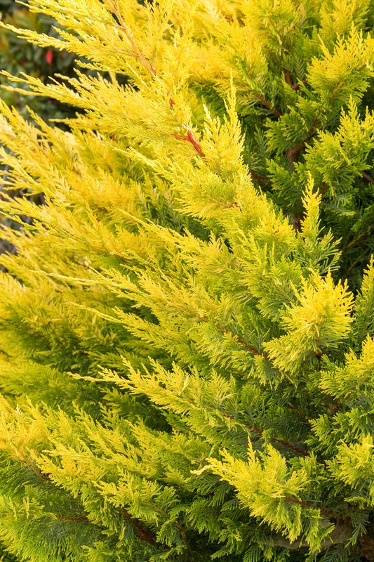 Cupressocyparis leylandii, Cipresso di Leyland  'Gold Rider' - vaso Ø19 cm