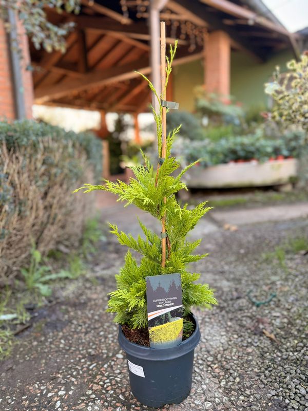 Cupressocyparis leylandii, Cipresso di Leyland 'Gold Rider' - vaso Ø19 cm