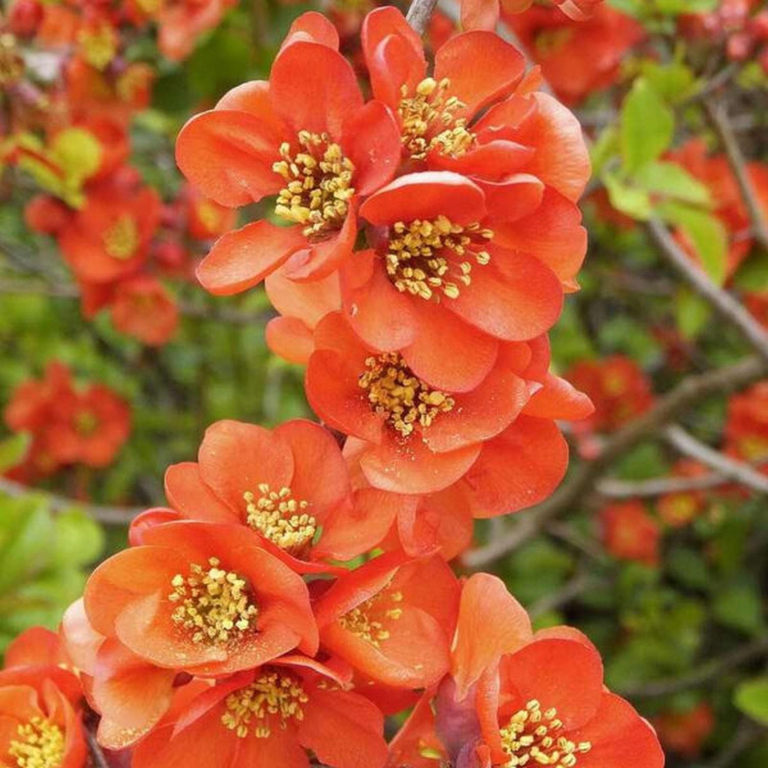 Cotogno giapponese, Chaenomeles superba 'Orange Trail', Cydonia, Fiore di pesco - vaso Ø24 cm