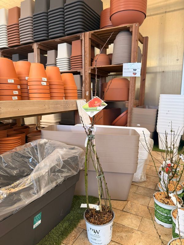 Cotogno giapponese, Chaenomeles speciosa 'Mango Storm', Cydonia, Fiore di pesco - vaso Ø18 cm