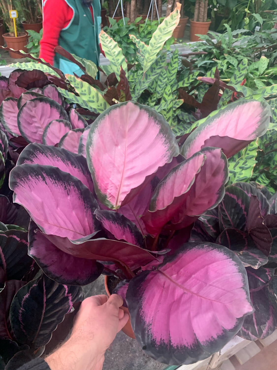 Calathea Roseopicta 'Crimson' - vaso Ø12 cm
