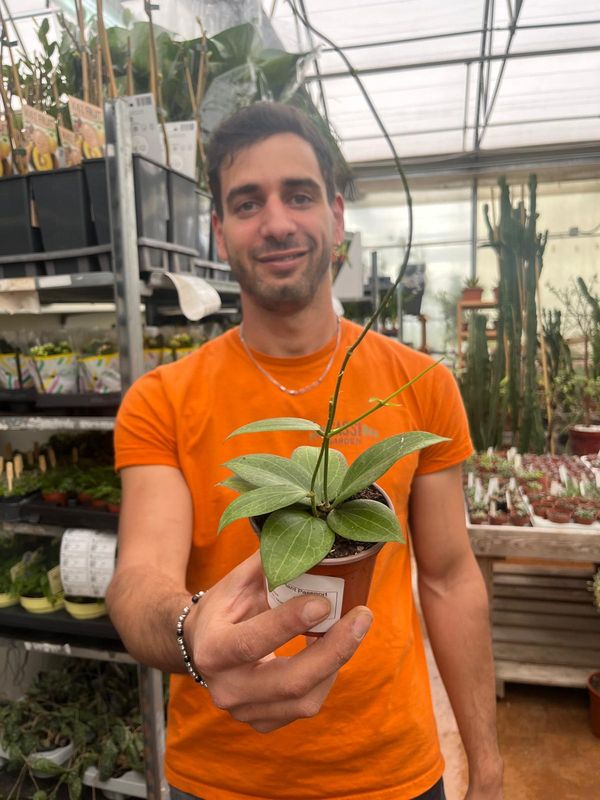 Hoya Fitchii, Fiore di Cera - vaso Ø9 cm