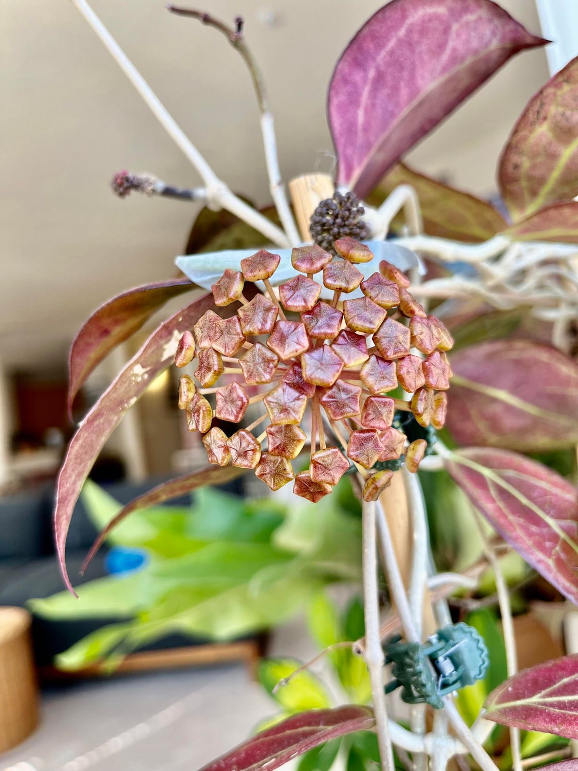 Hoya ‘Tequila Sunrise’ - vaso Ø6 cm