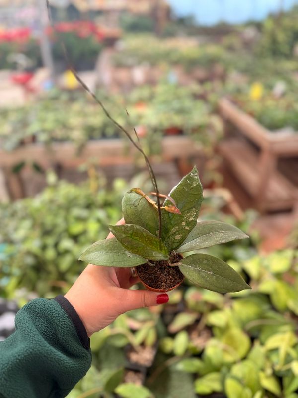 Hoya ‘Tequila Sunrise’ - vaso Ø6 cm