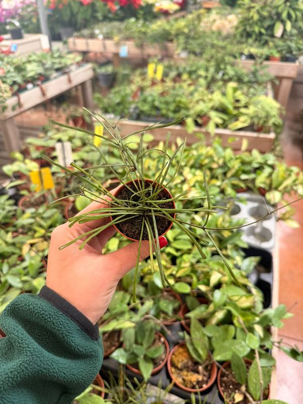 Hoya retusa - vaso Ø6 cm