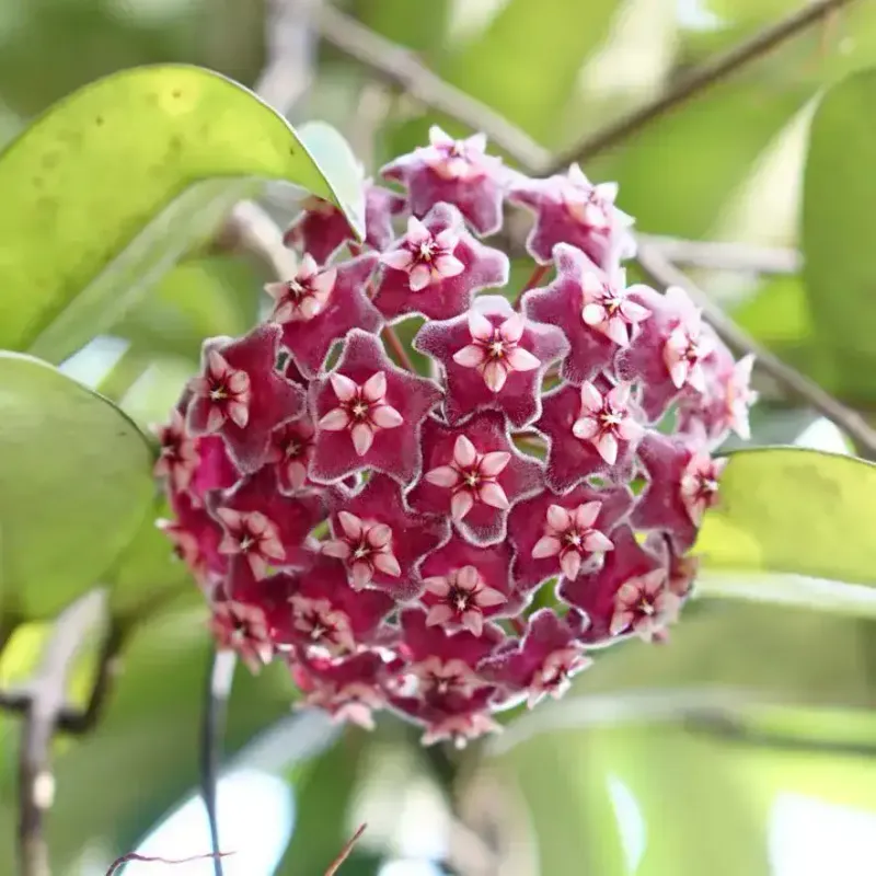 Hoya ‘Red Maroon’ - vaso Ø6 cm