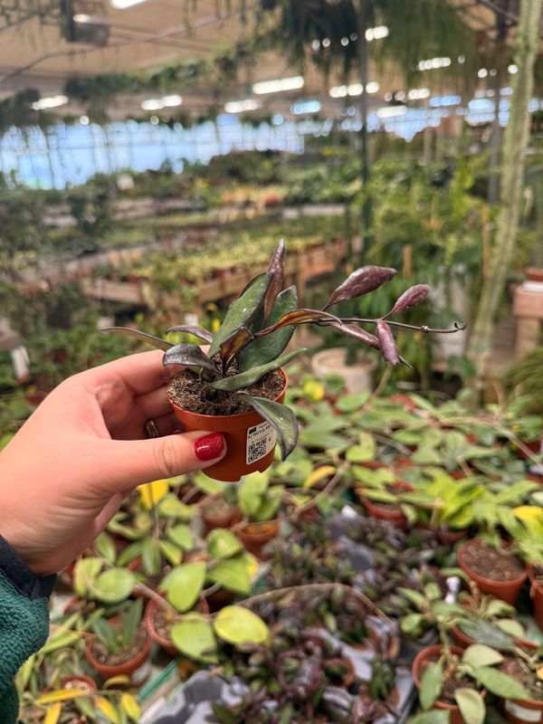 Hoya ‘Red Maroon’ - vaso Ø6 cm